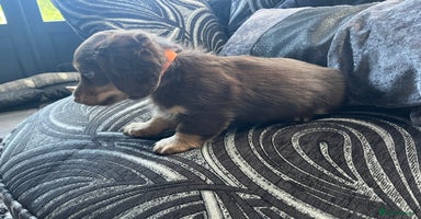 Dachshund dogs - Advert 3