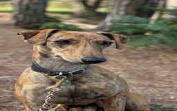 Mixed Breed dogs for sale: Lurcher Puppies  - Image 8