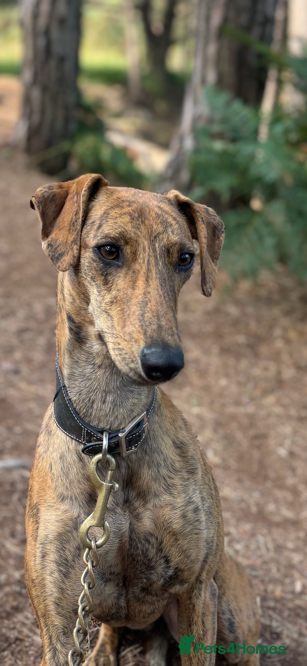 Mixed Breed dogs for sale: Lurcher Puppies  - Image 8