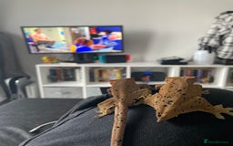 Gecko reptiles for sale: Crested gecko eggs  - Image 3