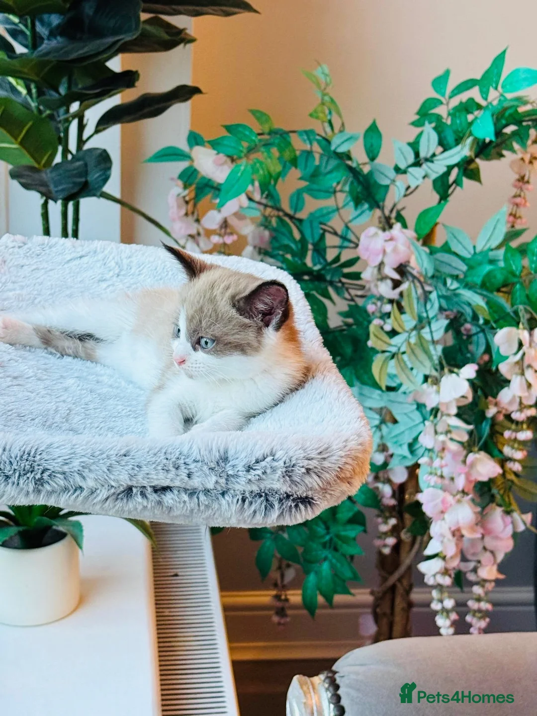 Domestic Shorthair cats for sale: Beautiful Tinkerbell for sale 🧚  - Advert 6