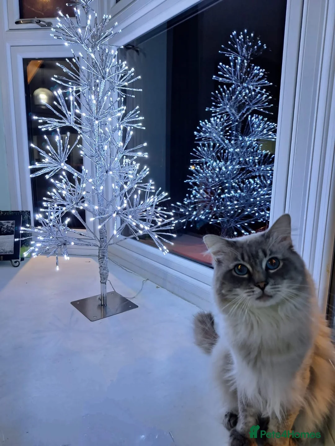 Ragdoll cats for stud: Ragdoll Stud  in Manchester - Advert 6