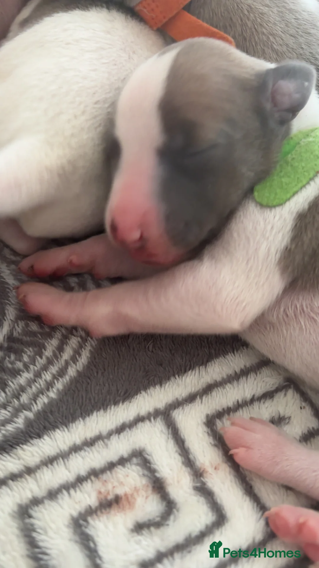 Whippet dogs for sale: 🌟 quality KC whippet pups 🌟 - Advert 28