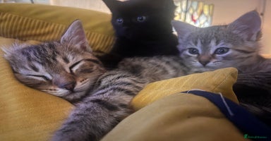 British Shorthair cats - Advert 3