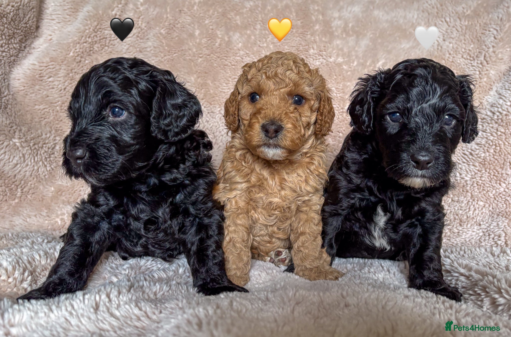 Labradoodle dogs for sale: Beautiful Australian Labradoodle Pups - Advert 17