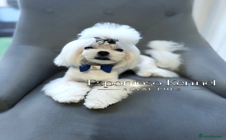 Maltese dogs - Advert 1