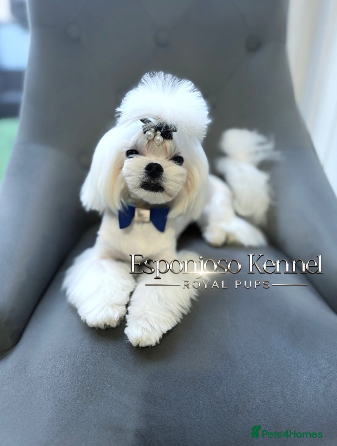 Maltese dogs for stud: ✨Exquisite KC Full Korean Maltese Stud DNA Clear ✨ - Image 1