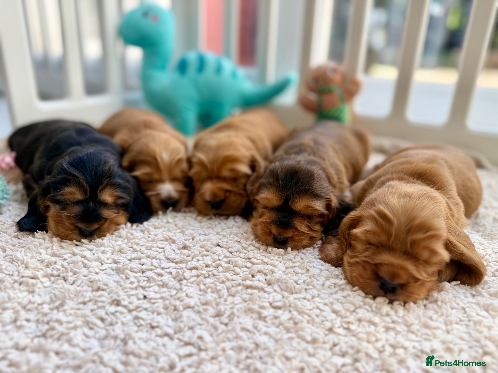 Cocker Spaniel dogs for sale: Champion Bloodline KC Show Cocker Spaniel Puppies  - Advert 1