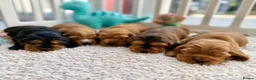 Cocker Spaniel dogs for sale: Champion Bloodline KC Show Cocker Spaniel Puppies  - Advert 1
