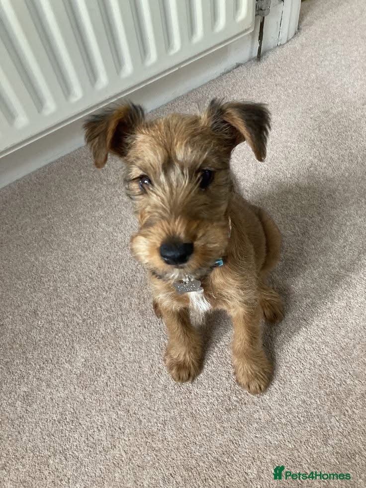 Irish Terrier dogs Irish Terrier health checked - Advert 1