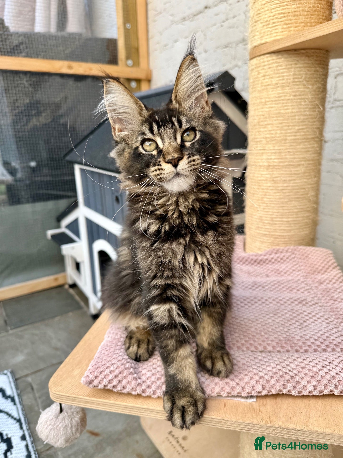 Maine Coon cats Champion TICA Pedigree Maine Coons kittens  - Advert 1