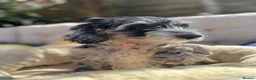Cockapoo dogs for sale: ⭐️ BEAUTIFUL F1 TOY COCKAPOOS ⭐️ 2 REMAINING - Advert 2