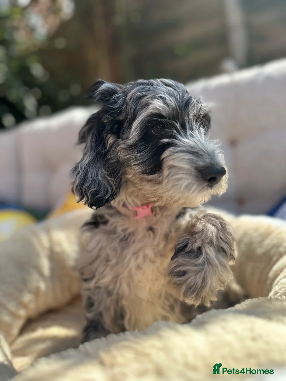 Cockapoo dogs for sale: ⭐️ BEAUTIFUL F1 TOY COCKAPOOS ⭐️ 2 REMAINING - Advert 2