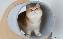 British Shorthair cats for sale: Blue Golden British Shorthair Kitten-REG &LICENSED - Image 8