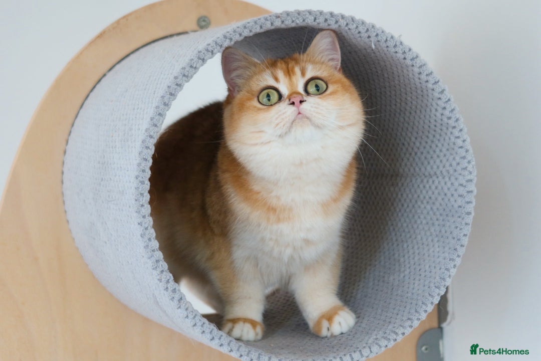 British Shorthair cats for sale: Blue Golden British Shorthair Kitten-REG &LICENSED - Image 8