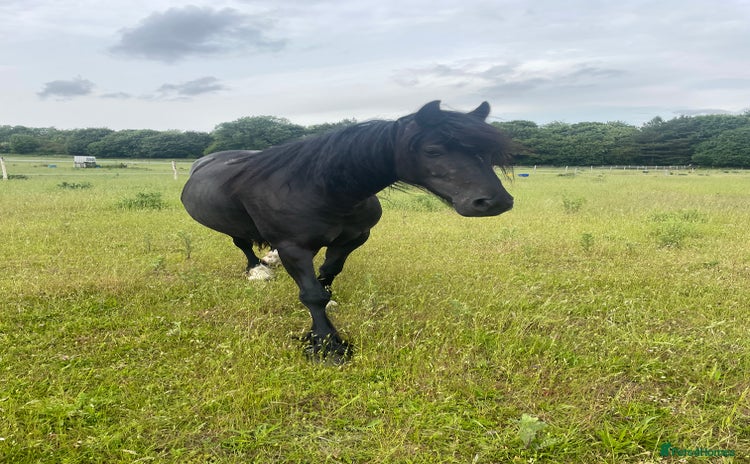 Highland horses - Advert 1