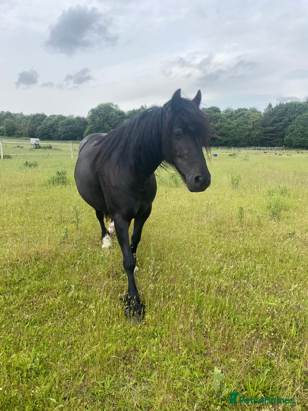 Highland horses for sale: Highland pony - Image 1