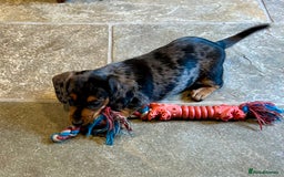 Miniature Dachshund dogs for sale: Stunning Miniature Smooth Dachshunds - Image 23