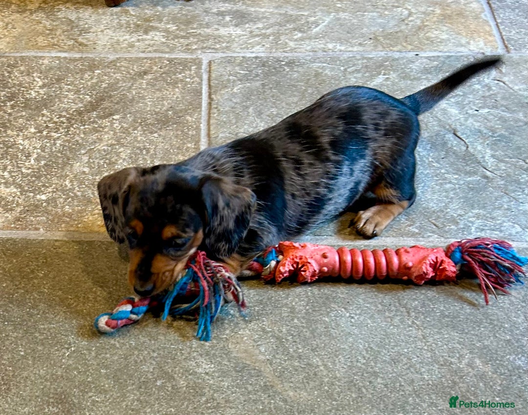 Miniature Dachshund dogs for sale: Stunning Miniature Smooth Dachshunds - Image 23