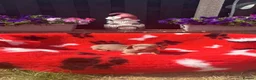 Dachshund dogs for sale: Miniature Dachshund Puppy’s. Ready To Leave 🐶  - Advert 3