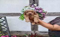 Goldendoodle dogs for sale: 2 left gorgeous f1 mini goldendoodle dna clear - Image 11