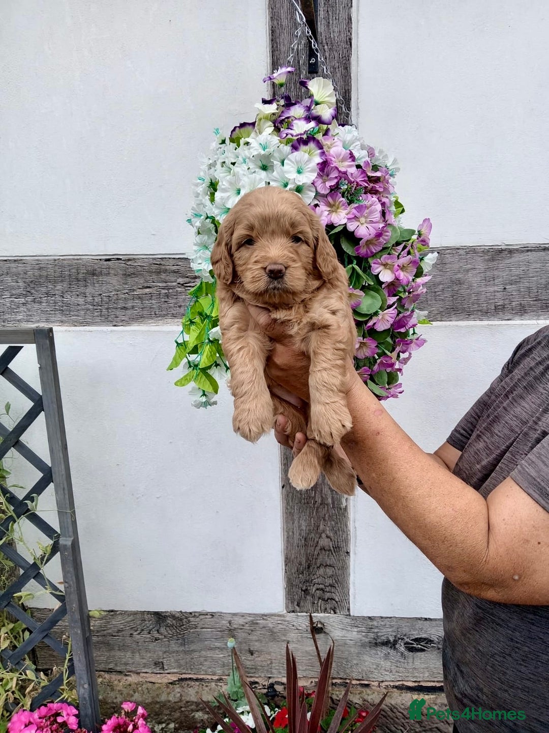 Goldendoodle dogs for sale: 2 left gorgeous f1 mini goldendoodle dna clear - Image 11
