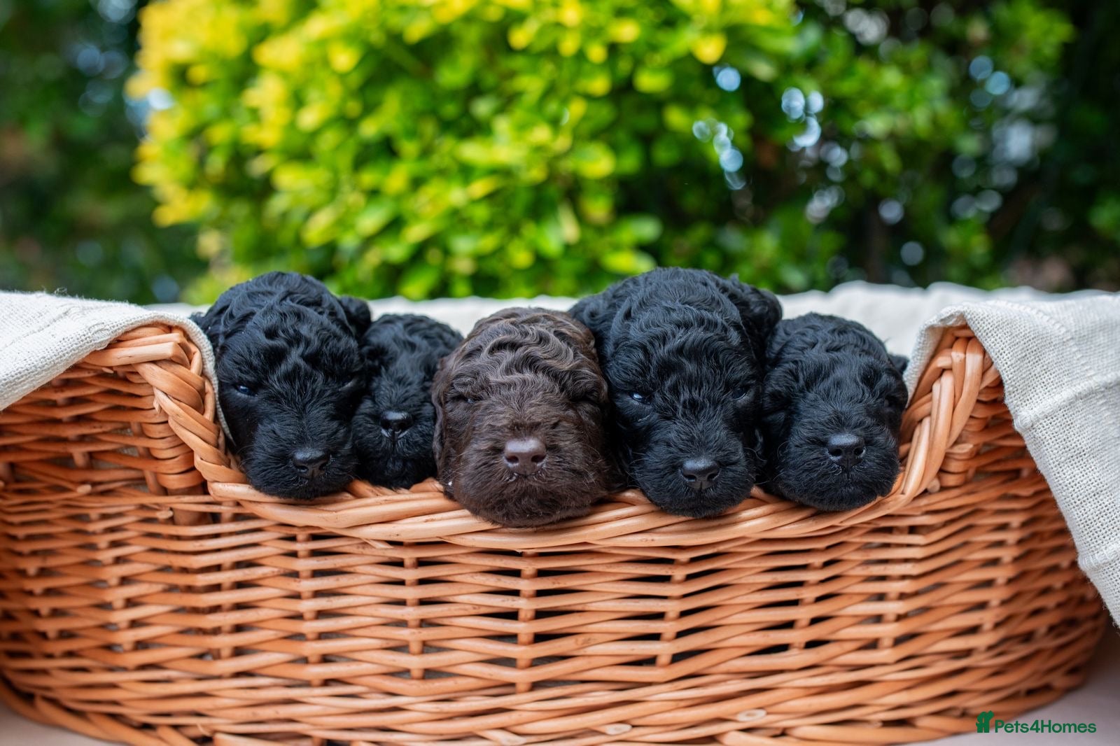 Miniature Poodle dogs Stunning Miniature Poodles from Proven Bloodlines - Advert 7