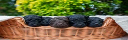 Miniature Poodle dogs for sale: Stunning Miniature Poodles from Proven Bloodlines - Advert 1