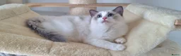 Ragdoll cats for sale: 💕Beautiful TICA Ragdolls Kittens 💕 - Advert 39