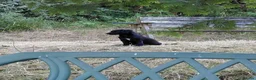 Patterdale Terrier dogs for sale: 2x Patterdale puppies - female - available now - Advert 8