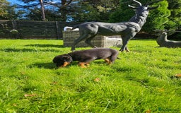 Rottweiler dogs for sale: Gorgeous KC Registered Rottweiler Puppies  - Image 3