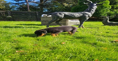 Rottweiler dogs - Advert 7