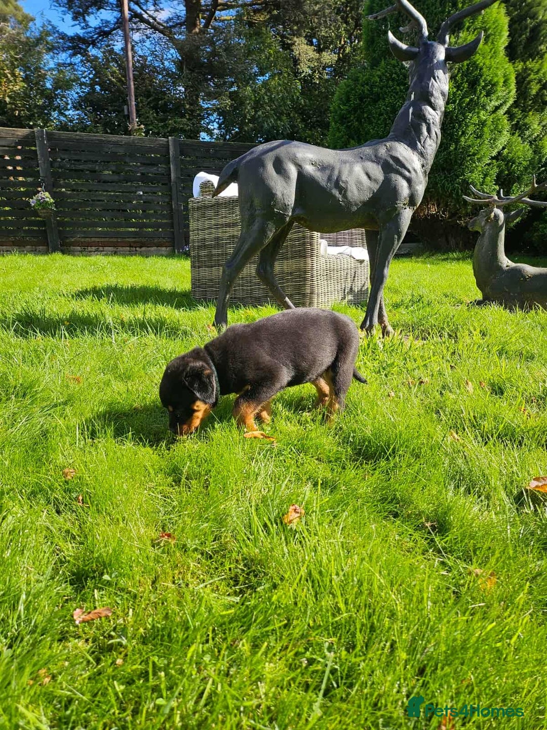 Rottweiler dogs for sale: Gorgeous KC Registered Rottweiler Puppies  - Image 3