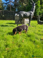 Rottweiler dogs - Advert 7