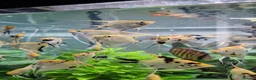 Angelfish fish for sale: Koi/Marble Angelfish - Advert 5
