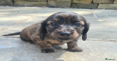 Miniature Dachshund dogs - Advert 10