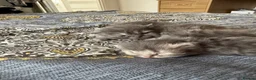 Persian cats for sale: Blue Persian kittens - Advert 9