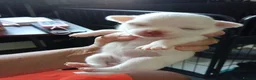 Chihuahua dogs for sale: Chihuahua puppies - Advert 15