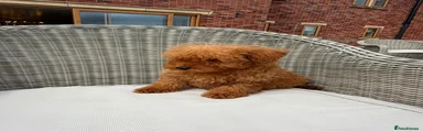 Mini Goldendoodle 2