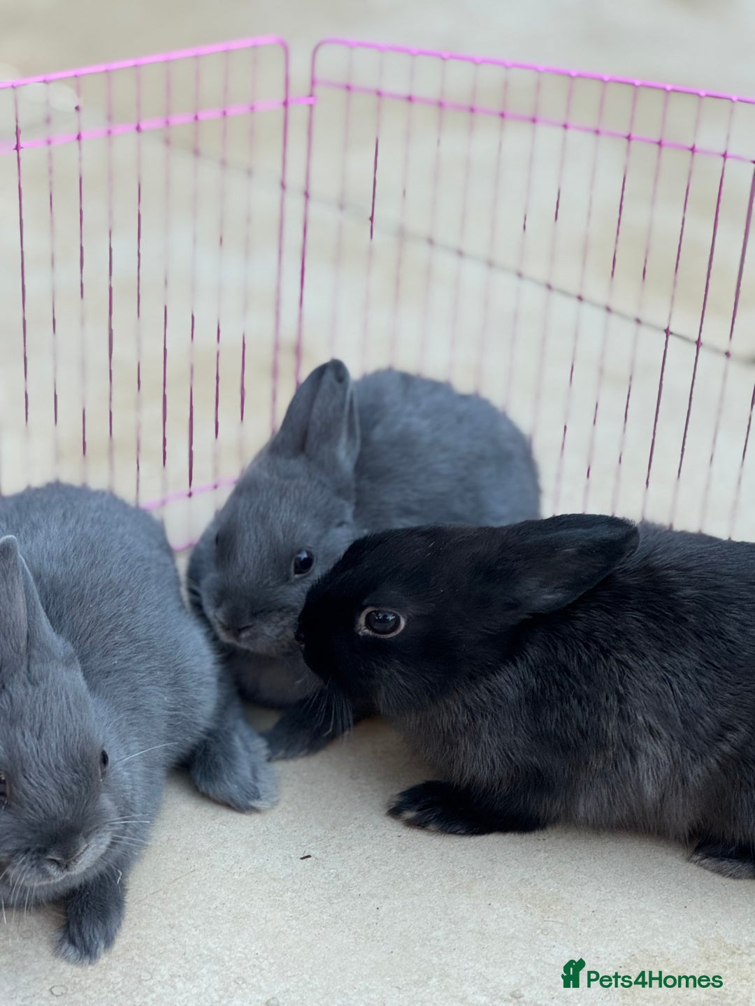 Netherland Dwarf rabbits for sale: Pure Bred Netherlands Dwarf Bunnies  - Image 2