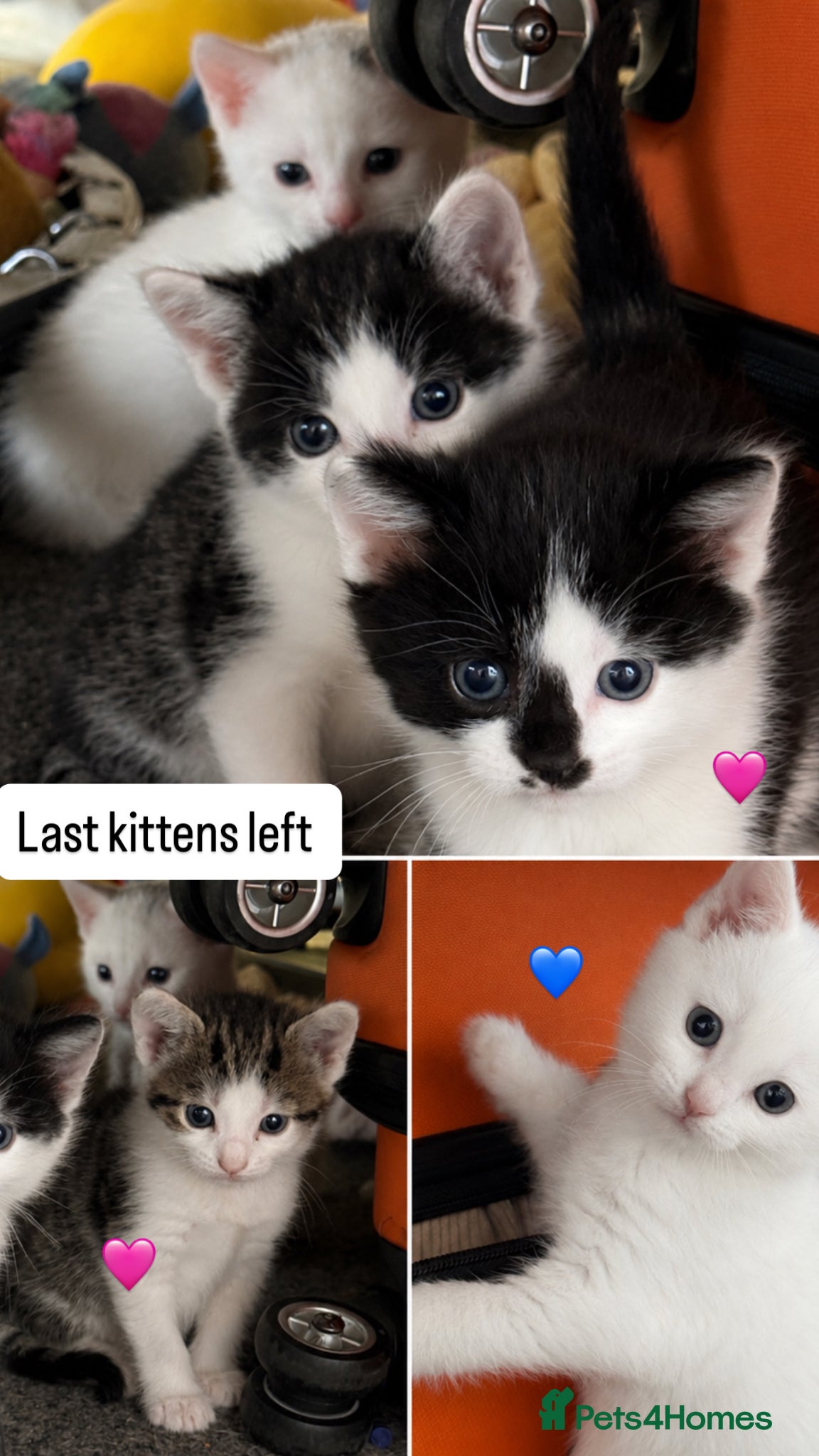 Mixed Breed cats Sweet babies looking for loving homes 💕 - Advert 20