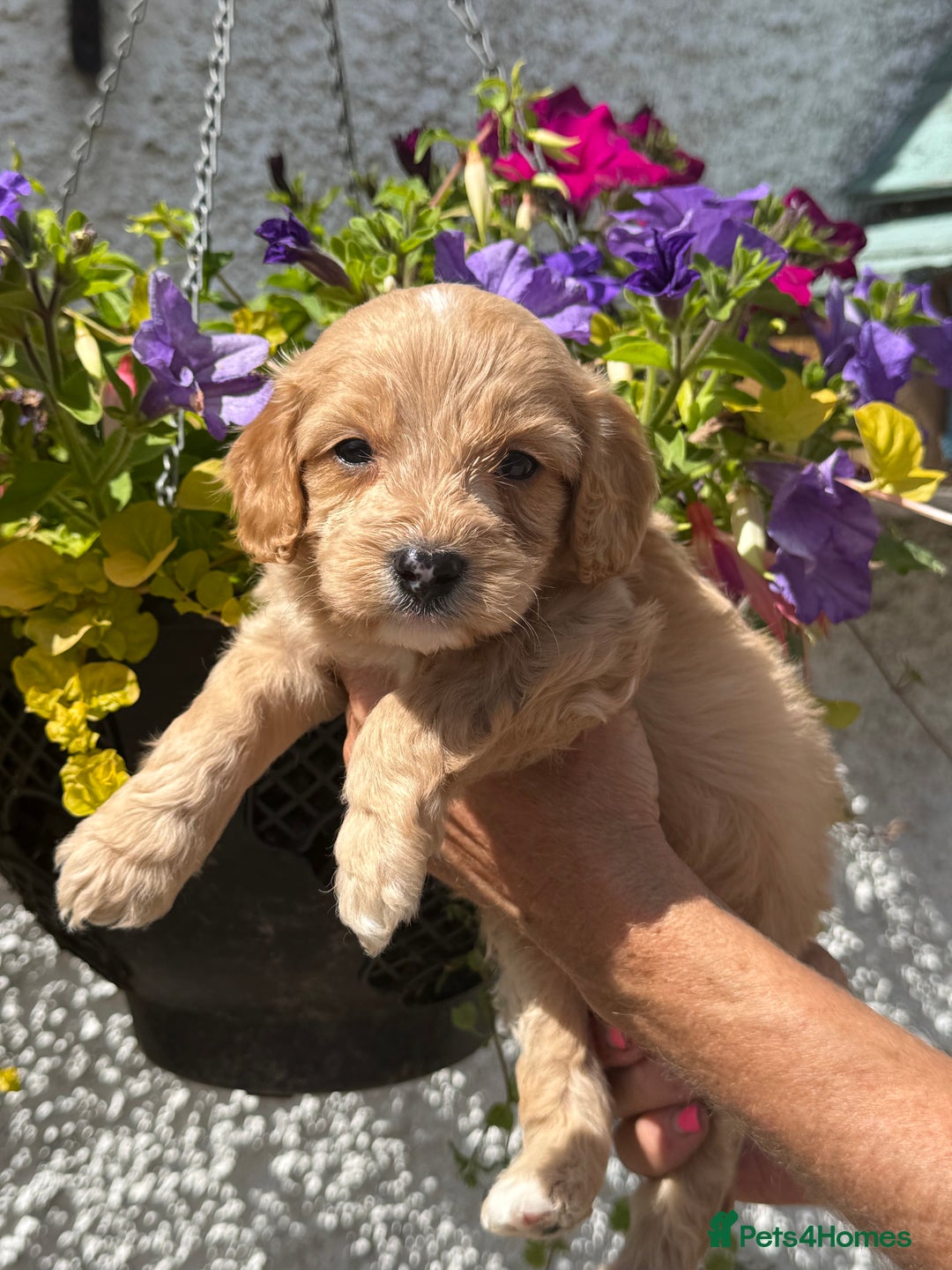 Cavapoo dogs for sale: Ready Now F1 Cavapoo boy - Image 11