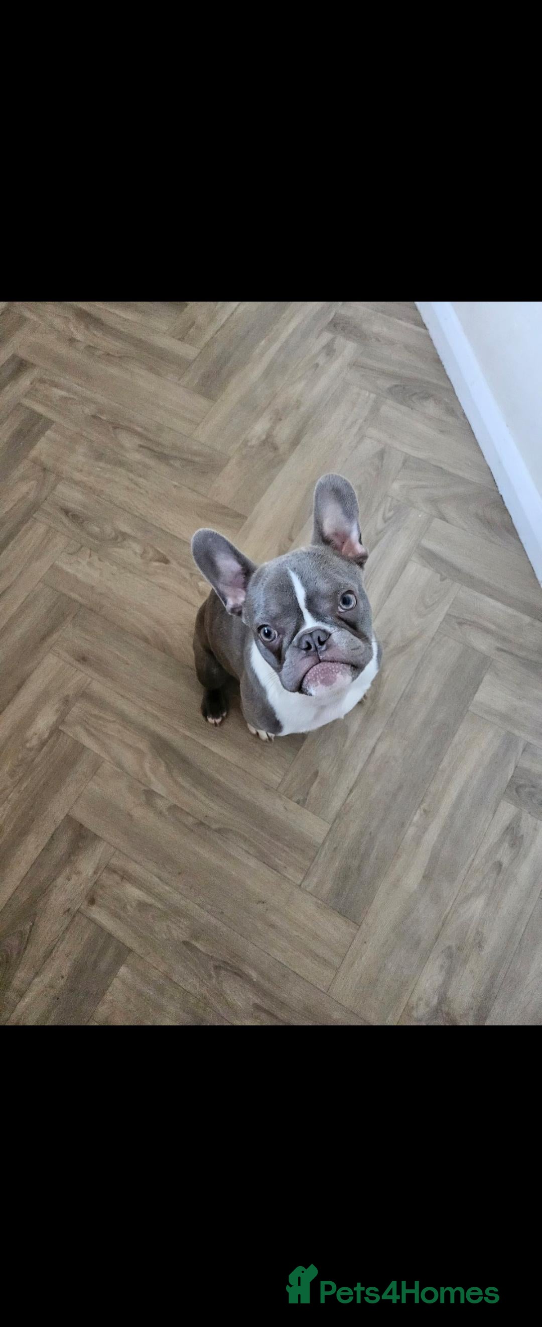 French Bulldog dogs for sale: 🐾 Loving Dog Looking for His Forever Home 🐾 - Image 2