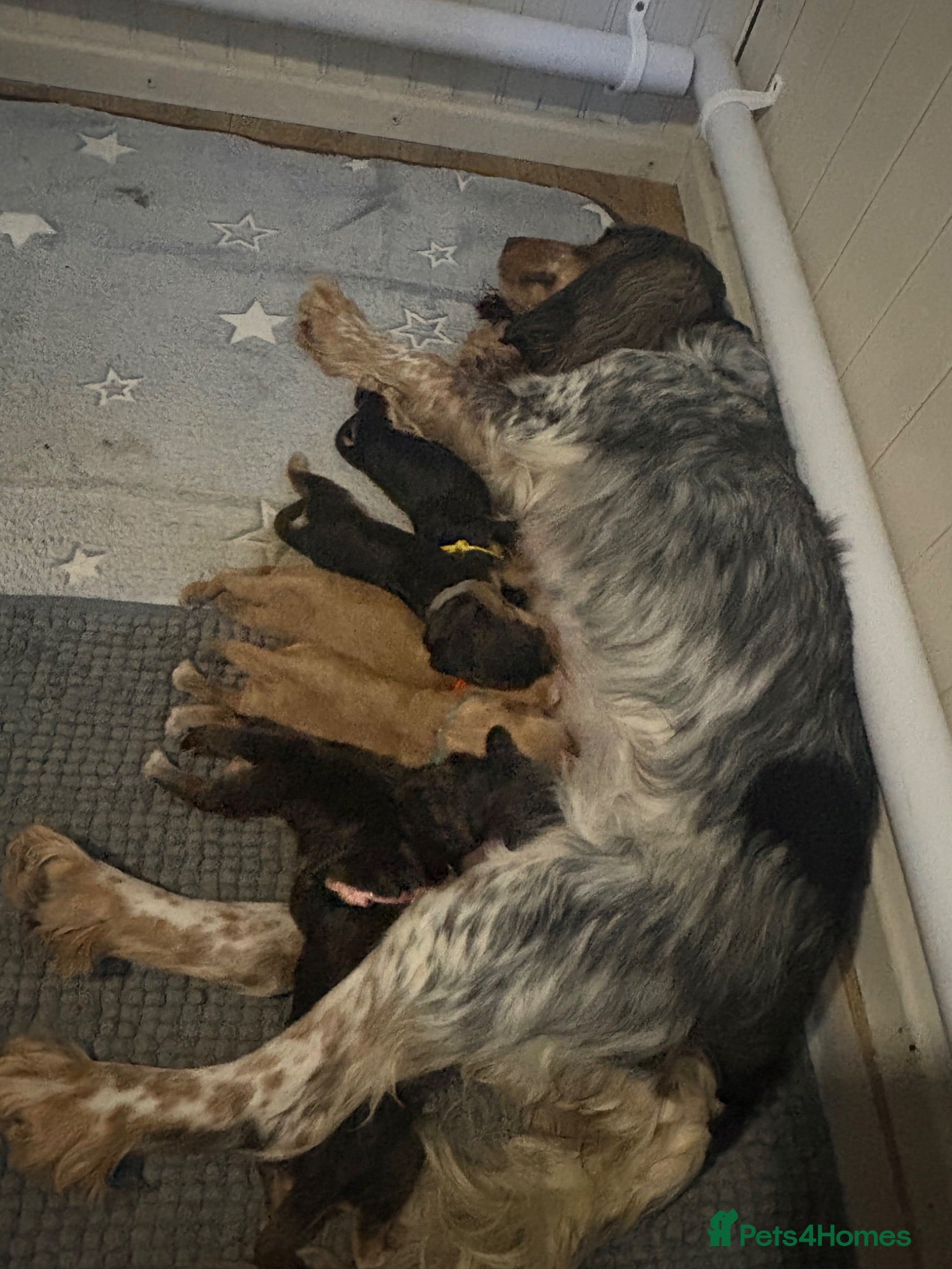 Cocker Spaniel dogs Cocker spaniel pups  - Advert 1