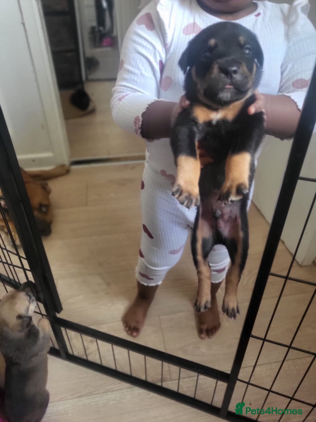 Mixed Breed dogs for sale: Beautiful Ridgeback Staffy x Rottweiler Puppies - Image 12