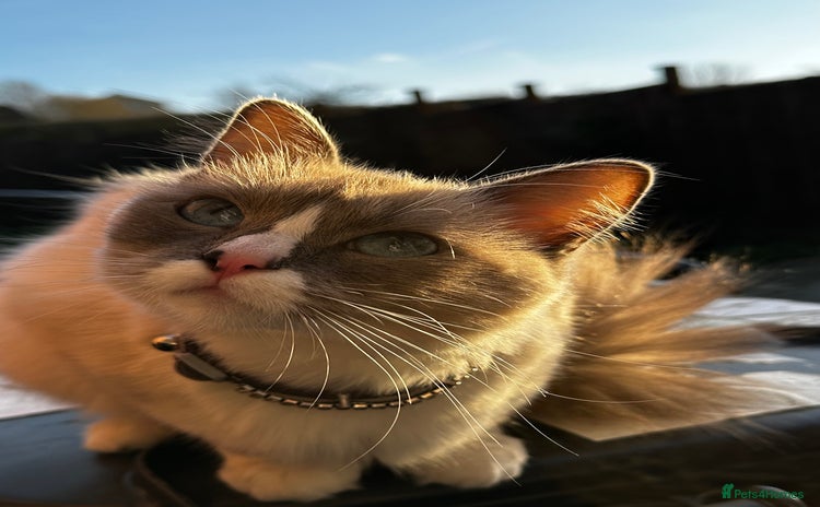 Ragdoll cats - Advert 3