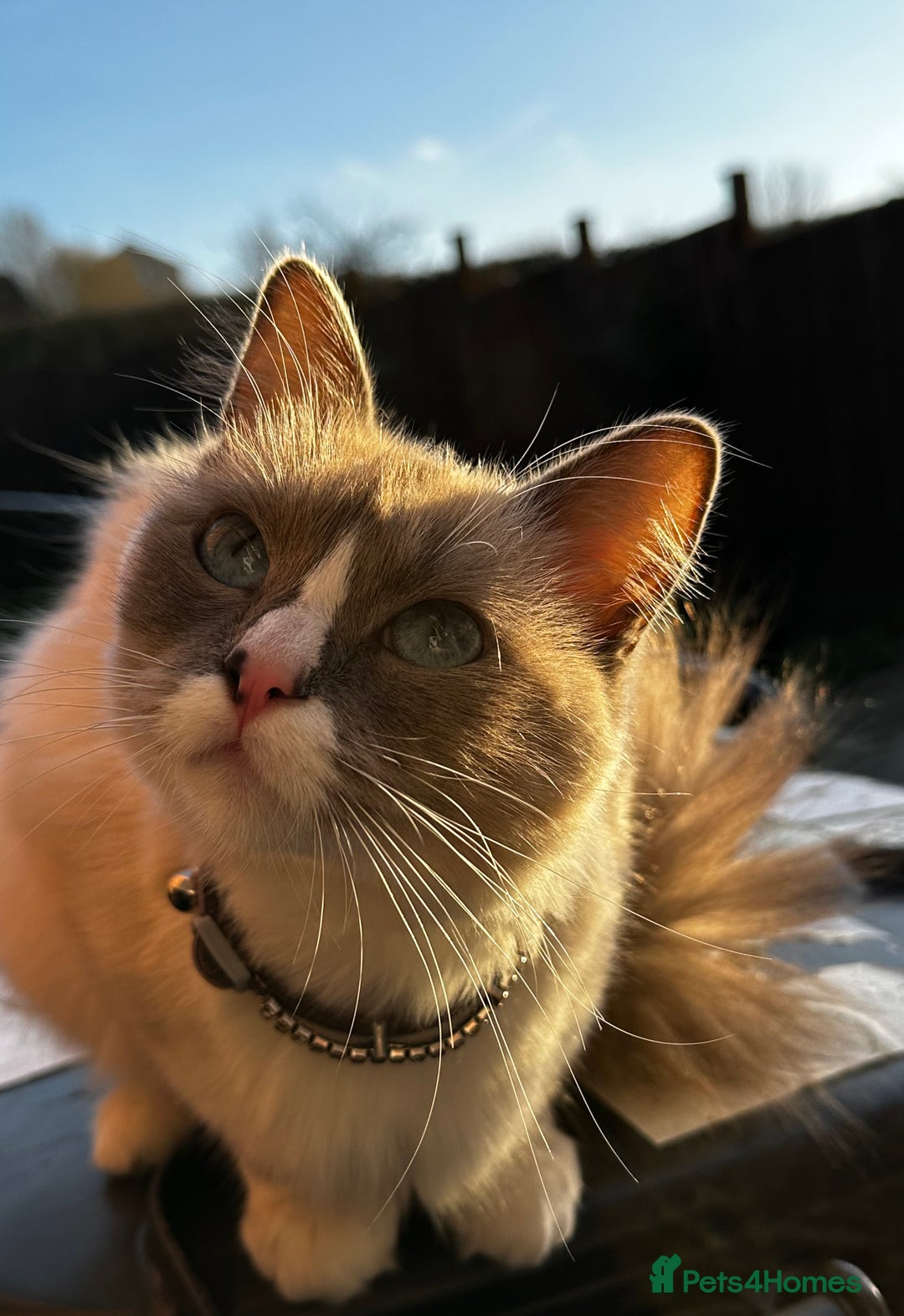 Ragdoll cats for sale: Purebred blaze point Ragdoll girl - Image 1