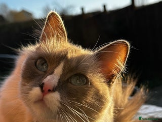 Ragdoll cats - Advert 8