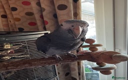 Parrots birds for sale: Timneh parrot male 20 years old  - Image 6