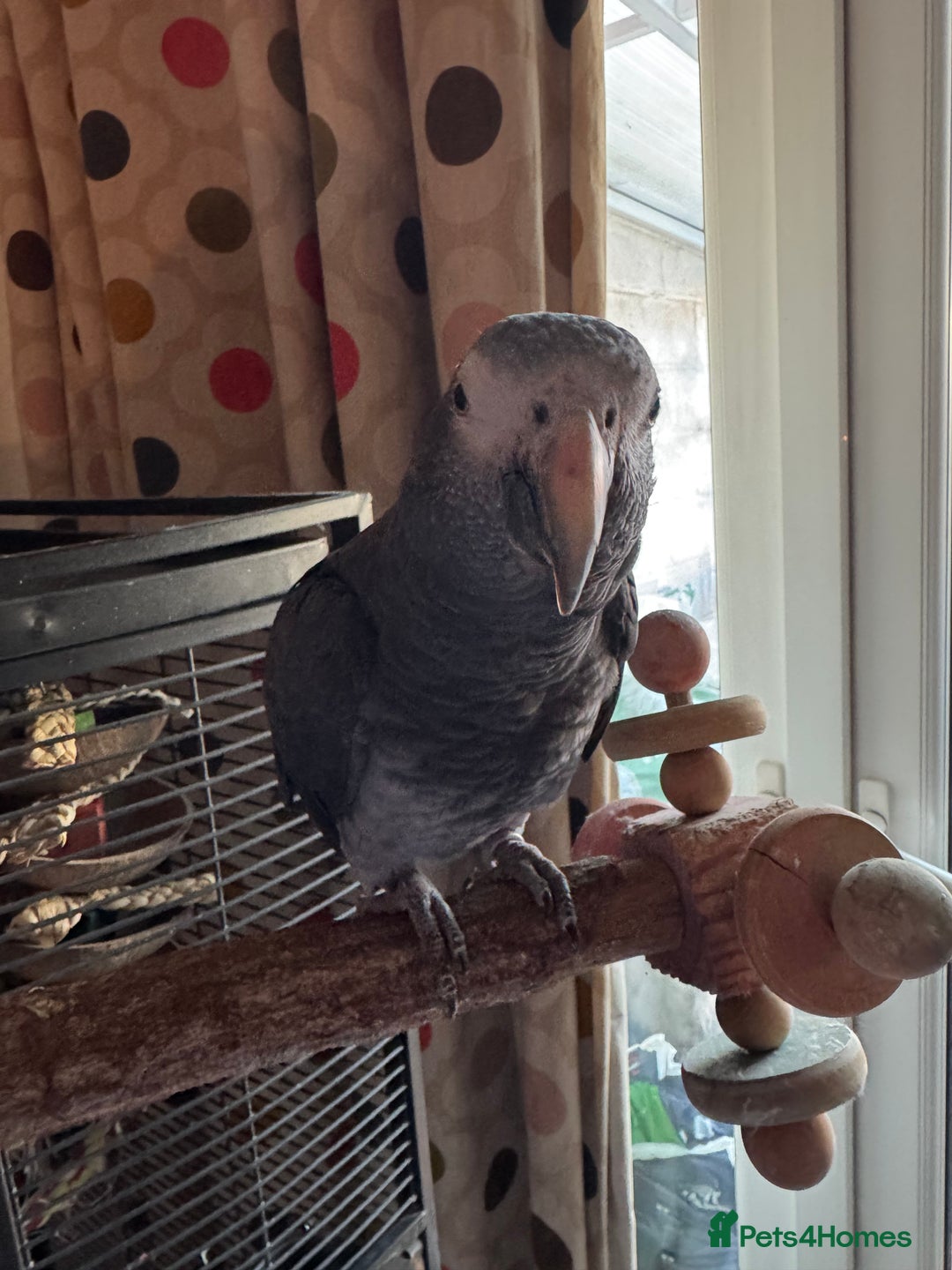 Parrots birds for sale: Timneh parrot male 20 years old  - Image 6
